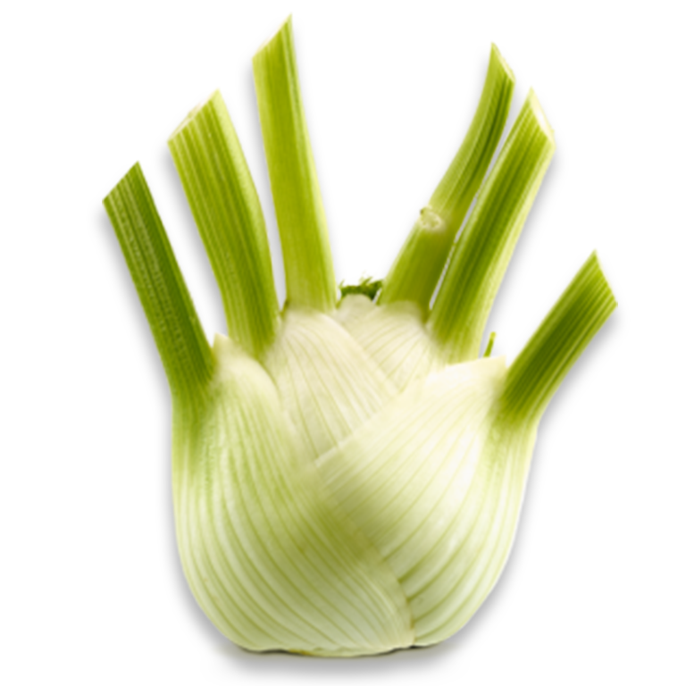 Fenchel 