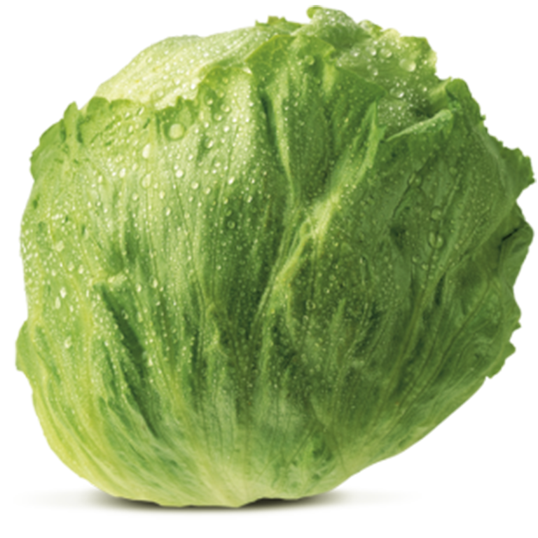 Iceberg-Lettuce