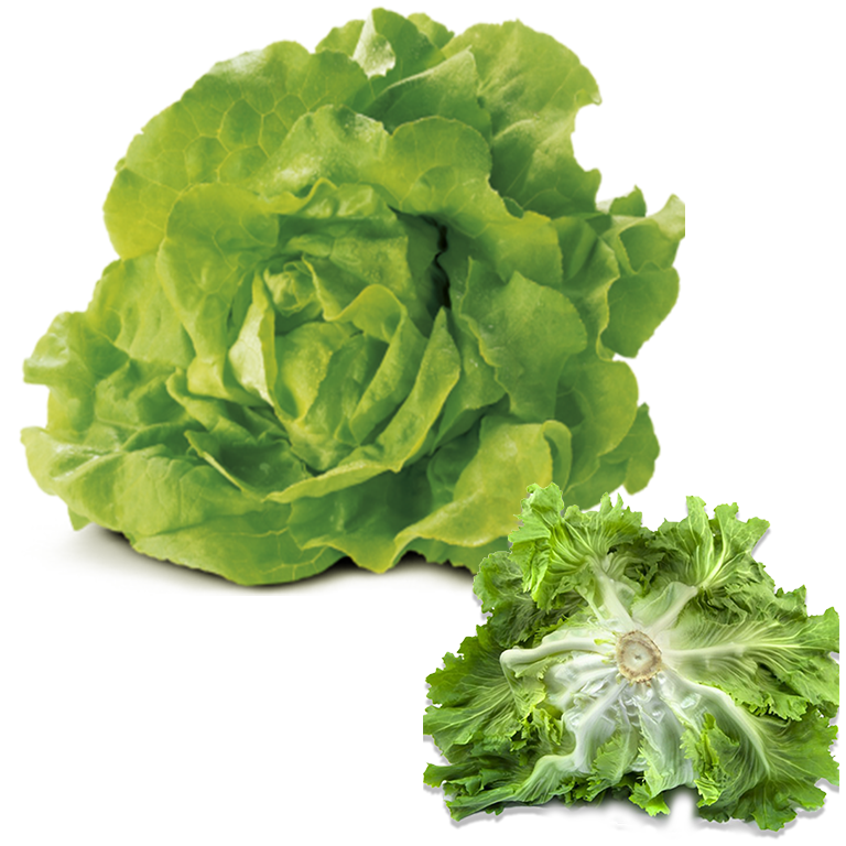 Lactuca (Butterhead) Lettuce 