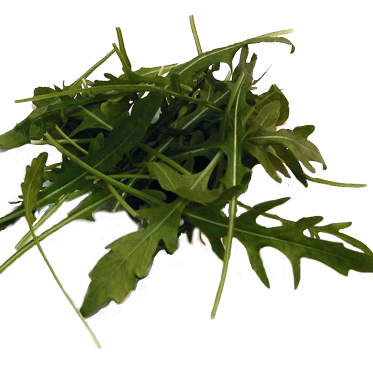 Rocket (Rucola) 