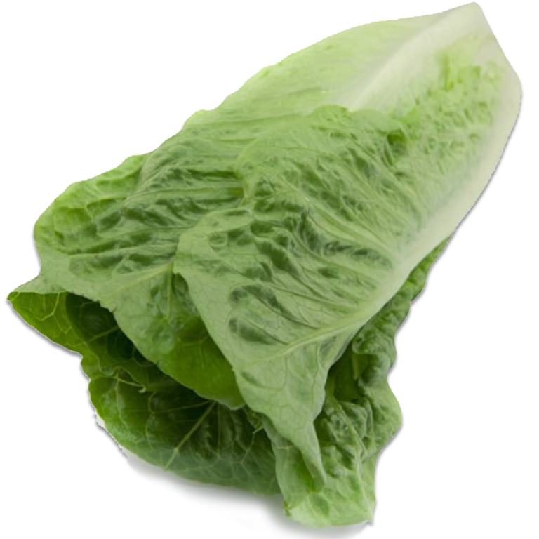 Romaine lettuce