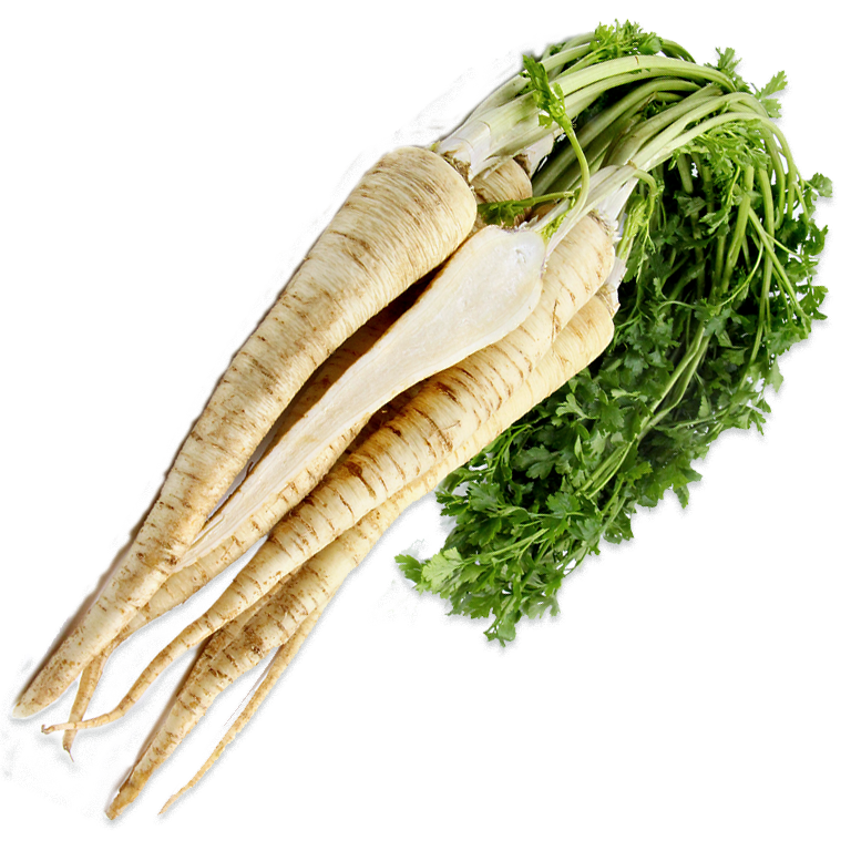 Parsley root